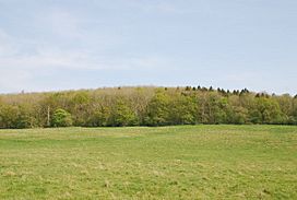 Duncliffe Wood - geograph.org.uk - 410884.jpg