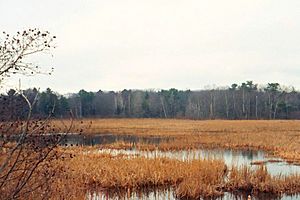 Early Spring Marsh