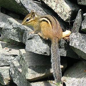 EasternChipmunk23