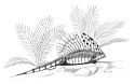 Edaphosaurus-cruciger jconway.jpg