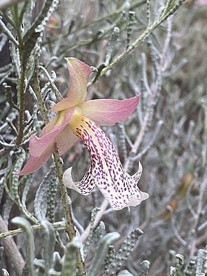 Eremophila mirabilis side view