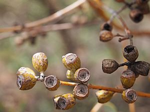 Eucalyptus gamophylla caspules