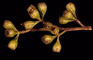 Eucalyptus gracilis fruit