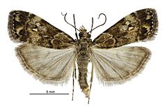 Eudonia dinodes male.jpg