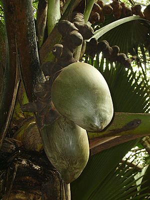 Female coco de mer growth.jpg