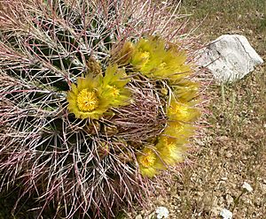 Ferocactus cylindraceus 1.jpg