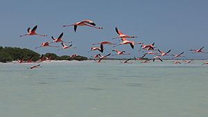 Flamingos in flight