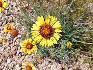 Gaillardia pinnatifida 3.jpg