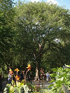 Hare Krishna Tree