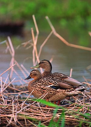 Hawaiian duck.jpg