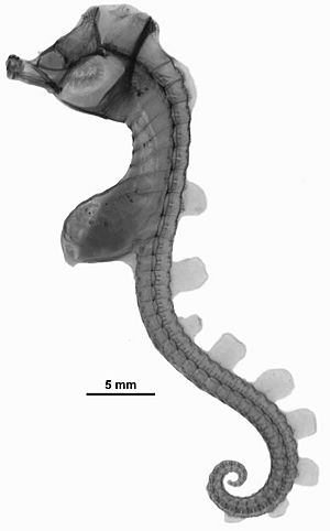 Hippocampus paradoxus.jpg