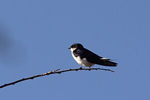 Hirundo megaensis Mega.jpg