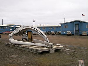 Ilisagvik-College-bowhead