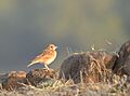 Indian Bushlark (Mirafra erythroptera)