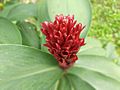 Inflorescence of crêpe ginger