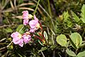 Kalmia microphylla 0605