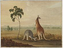 Kangaroos c.1819 SLNSW FL8999009