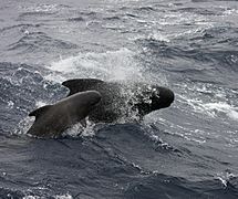 LF Pilot Whale Goban Spur