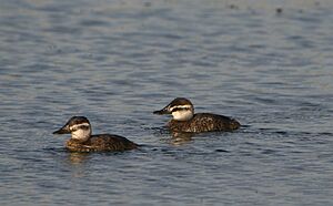 Lake Duck Females