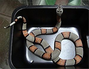 Lampropeltis alterna