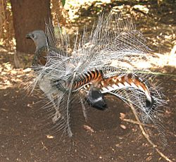 Lyrebird.jpg