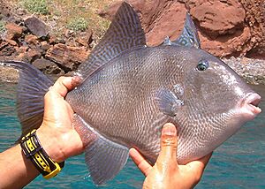 Madeira Drückerfisch Küste Funchal 5-07