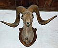 Marco Polo sheep head