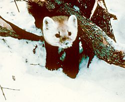 Marten.jpg