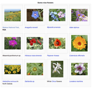 MediaWiki's gallery feature