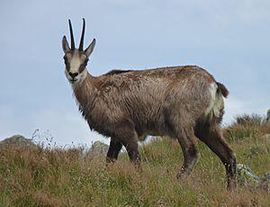 Nízké Tatry, Dereše (5)