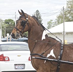 National Show Horse2