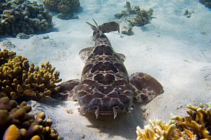 Orectolobus wardi torquoise bay.jpg