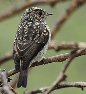 Pale Flycatcher - jus