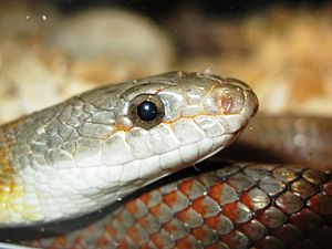 Pantherophis bairdi