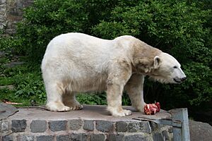 Polar Bear at Edinburgh Zoo
