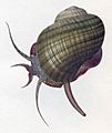 Pomacea paludosa drawing