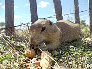 Prairie Dog eating