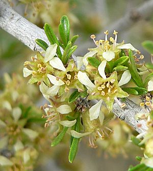 Prunus fasciculata 8