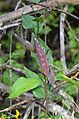 Purple Milkweed Pod