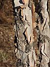 RiverBirchBark01.JPG