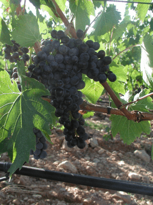 Sangiovese