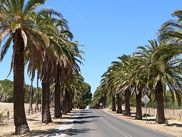 Seppeltfield palms1.JPG