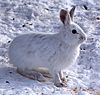 Lepus americanus