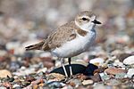 Snowy Plover srgb