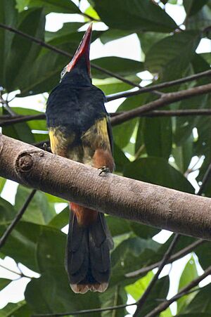 Tawny-tufted Toucanet.jpg