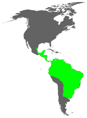 Thamnophilidae distribution.PNG