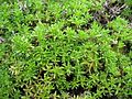 Thymus caespititius (Leafs)