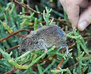 Western harvest mouse (20474584961).jpg