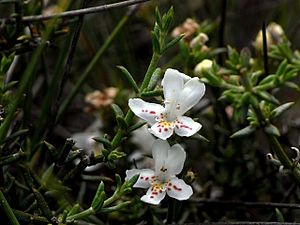 Westringia rigida 75693991.jpg