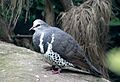 Wonga Pigeon Taronga Zoo